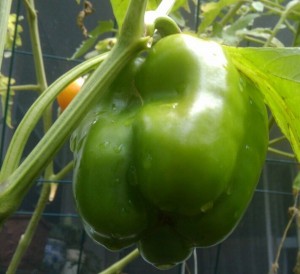 Green-peppers1
